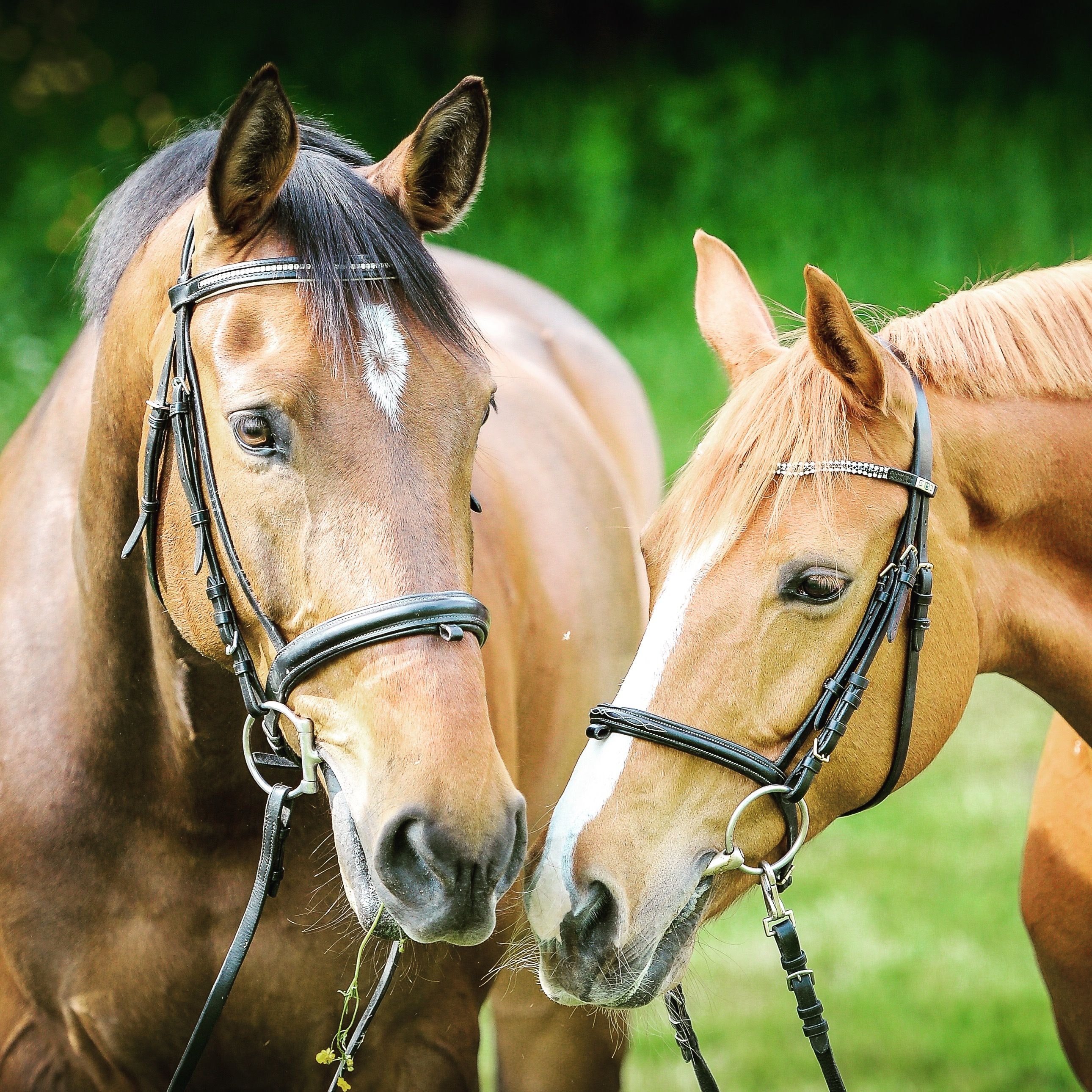 The Therapeutic Benefits of Equine Therapy: An Interview with Deborah Williams